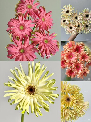 【非洲菊】所以颜色链接，可选色 需要拍邮费