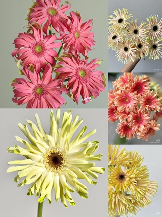 温度高不要拍【非洲菊】所以颜色链接，可选色 不包邮需要拍邮费