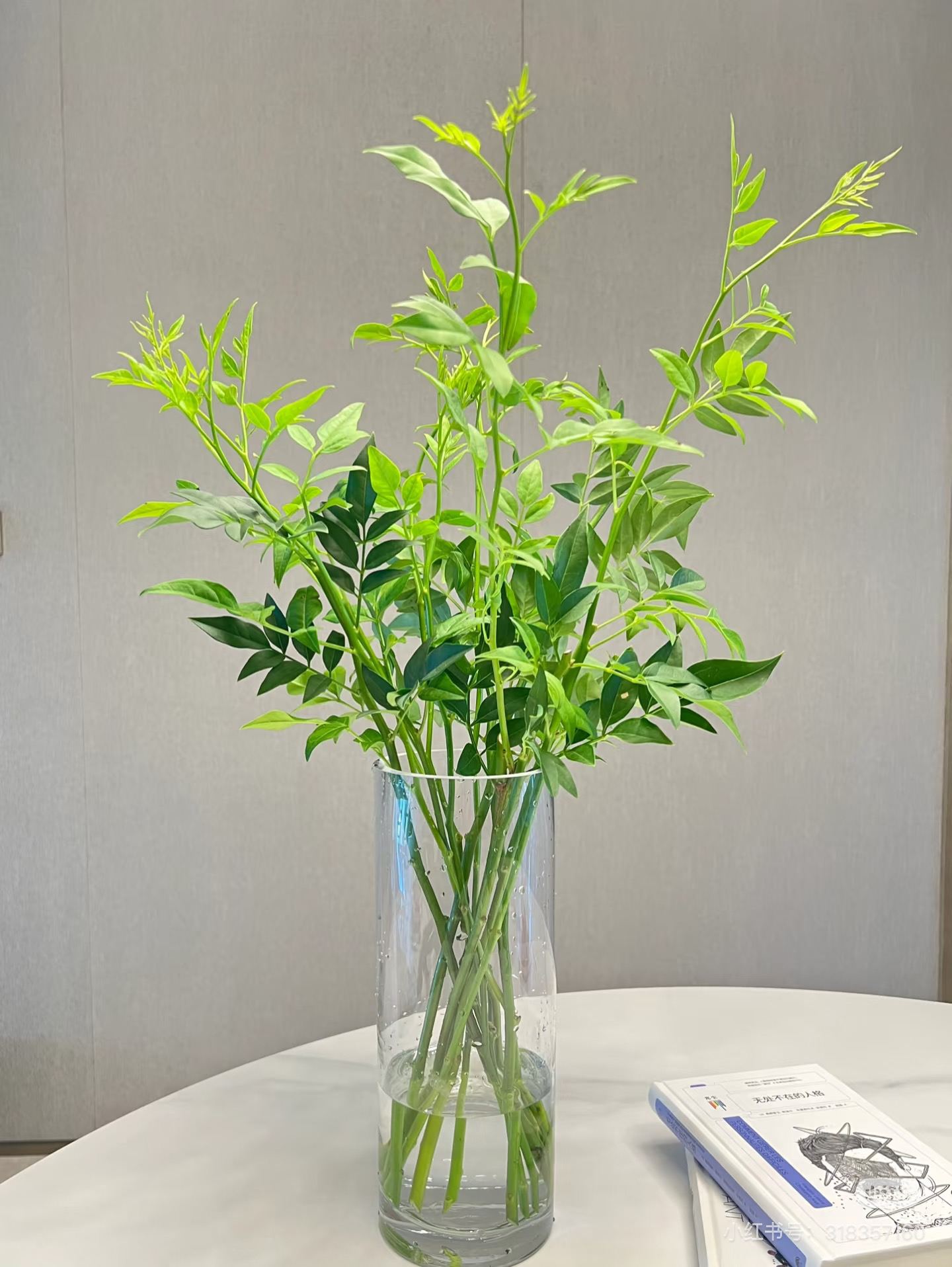 九星叶一扎。需要拍邮费