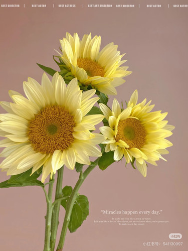 大花）奶油向日葵5支。【不包邮需要拍邮费