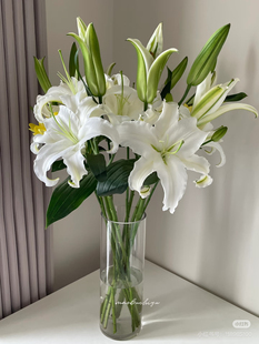 必拍 需要拍邮费 A级多头西伯利亚百合10只