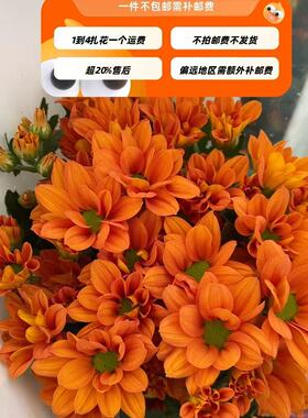 橙色）三文鱼小菊10只 【不包邮需要拍邮费