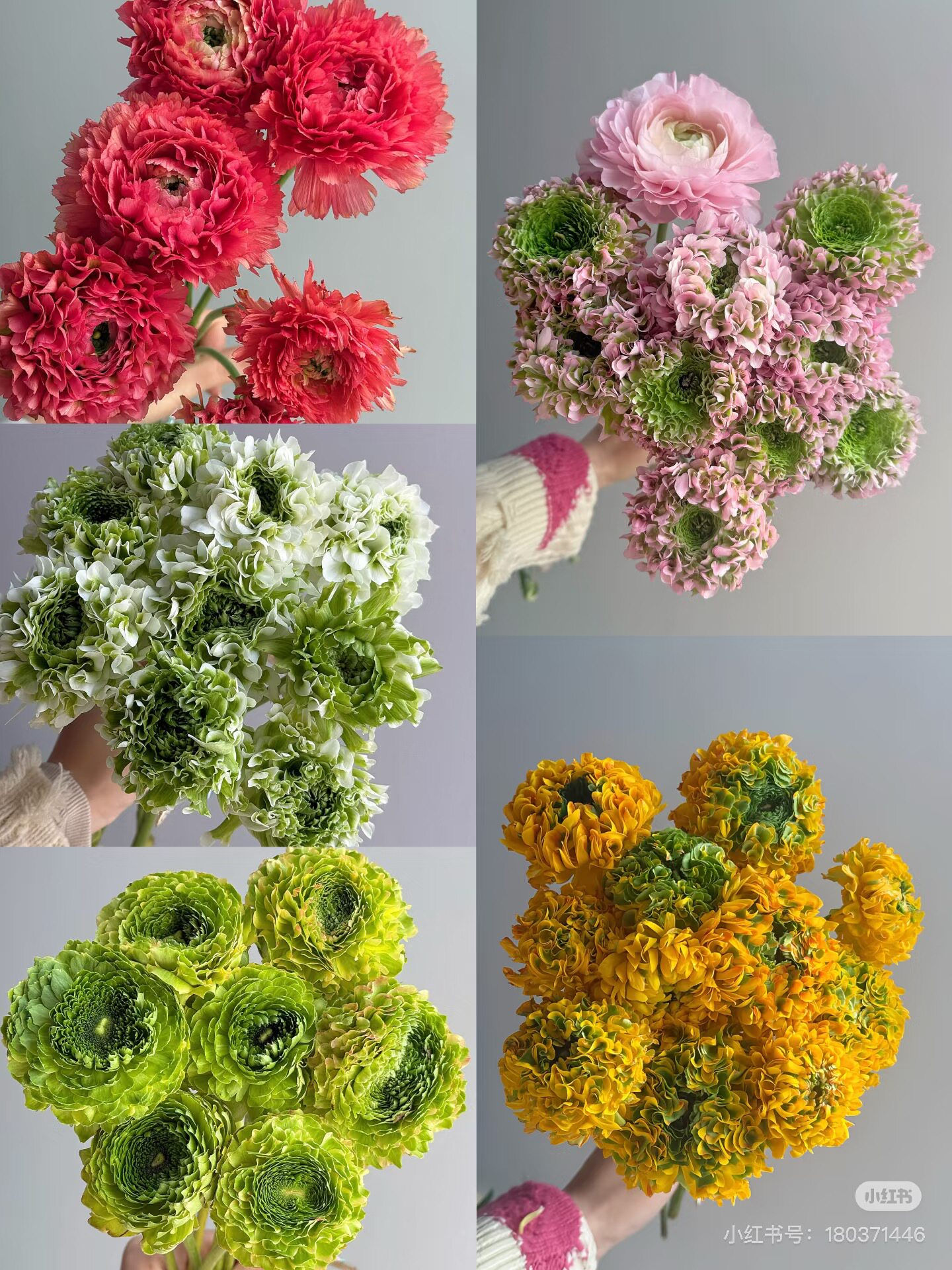 必拍【锦鲤洋牡丹8-10只 】所以颜色可以自选，需要拍邮费