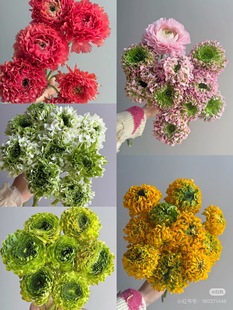 所以颜色可以自选 10只 需要拍邮费 锦鲤洋牡丹8 必拍