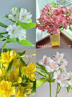 包邮 不 所有色链接 需要拍邮费 水仙百合