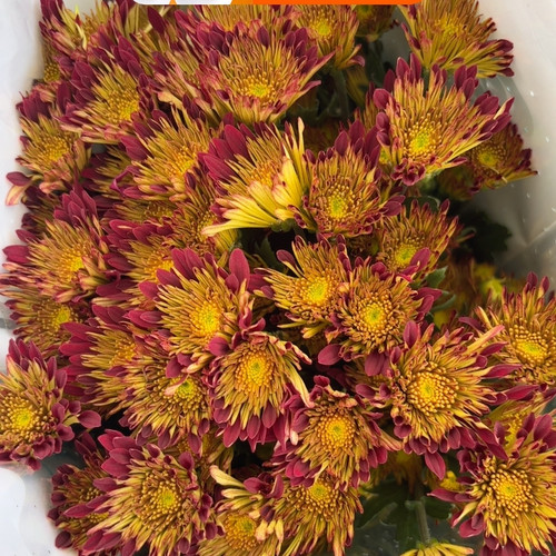 复古风车菊10只 需要拍邮费