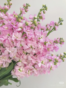 包邮 不 需要拍邮费 粉 紫罗兰10支