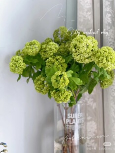 需要拍邮费 包邮 木绣球5支 不