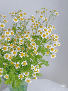 包邮 不 需要拍邮费 洋甘菊一扎 必拍