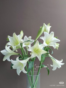 A级2头白铁炮百合5只 需要拍邮费