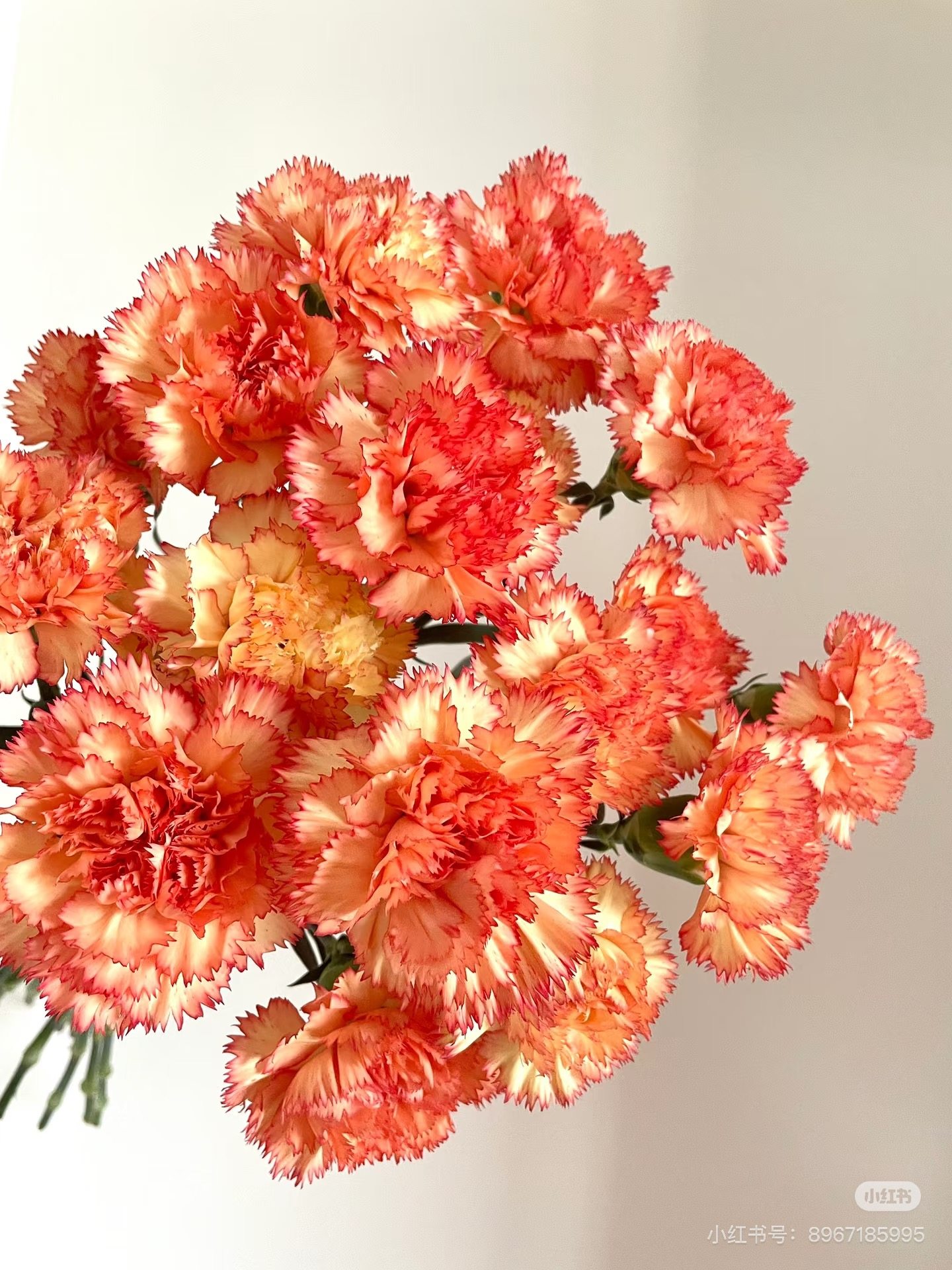 单头康乃馨18-20支 狂欢 需要拍邮费