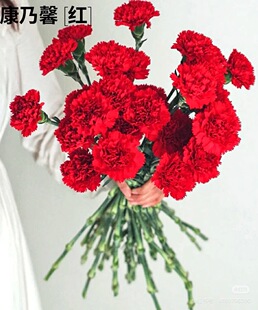 包邮 单头康乃馨18 不 红 需要拍邮费 20支