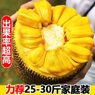 海南菠萝蜜当季新鲜水果包邮黄肉波罗菠萝蜜一整个水果