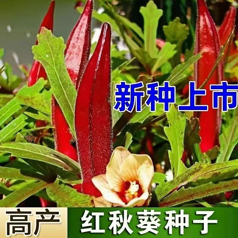 奶油红秋葵种子水果秋葵高产红秋家庭园艺种子