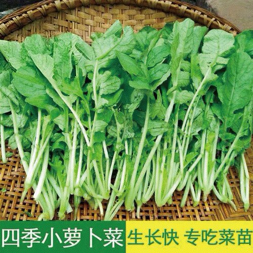 早熟脆甜萝卜苗种子高产易种萝卜苗种子阳台蔬菜种子四季青菜种子