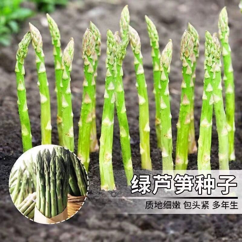 芦笋种子四季芦笋种籽高产芦笋种家庭园艺种子