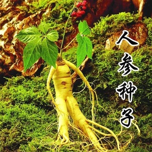 长白山人参种子东北名贵药材种籽长白山人参水果种孑四季人参种籽
