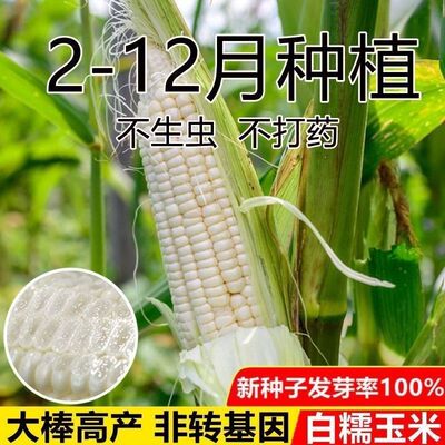国审原装郑白甜糯3号玉米种子高产大棒早熟鲜食甜玉米种非转基因