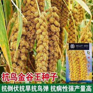抗鸟金谷王种子春夏季播种米香糯口感好抗旱抗鸟家庭农户小谷种籽