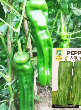 大果早优辣椒种子早熟薄皮耐低温抗高温膨果快坐果率高优质青椒籽