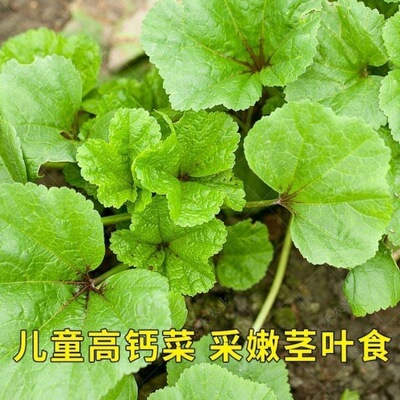 四季冬苋菜糯米冬寒菜高钙菜种籽秋季冬季阳台盆栽四季蔬菜种子