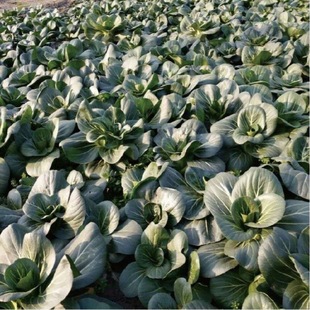 黑油白菜种子乌油冬种籽奶白菜乌塌小白菜秋冬季春四季播蔬菜种孑