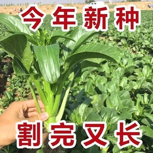多子多福甜菜心祌特甜菜心甜脆菜四季速生白菜苔耐热寒高钙蔬菜种