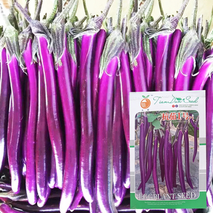 杭茄1号茄子种子挂果多产量高 露天盆栽都能种超营养蔬菜种籽