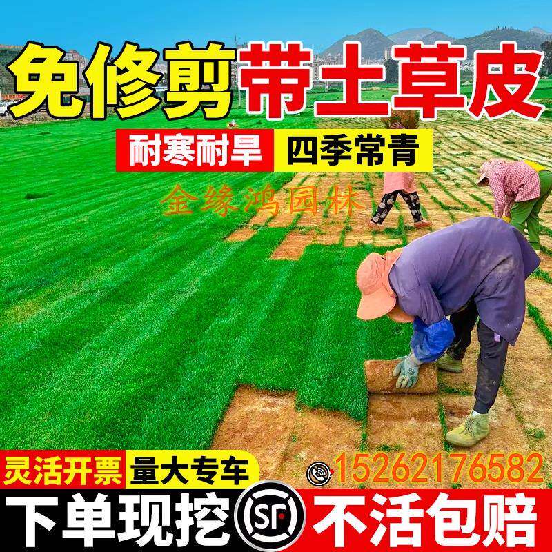 真草坪草皮带泥土庭院花园绿化马尼拉果岭草护坡故土工程绿化草皮