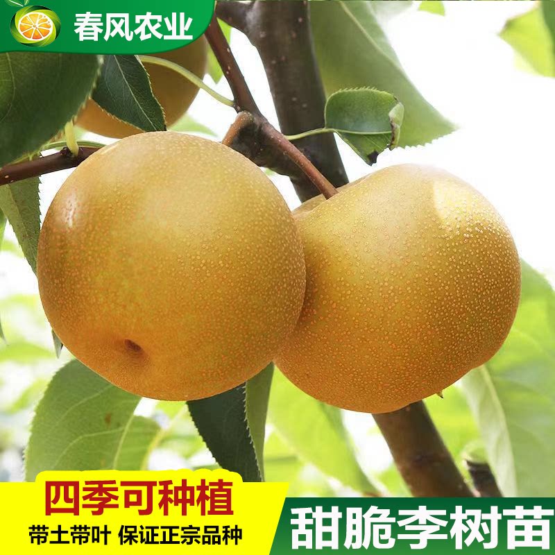 甜沙梨树果苗盆栽地栽梨树苗北方种植沙梨砀山梨苹果梨雪梨树树苗