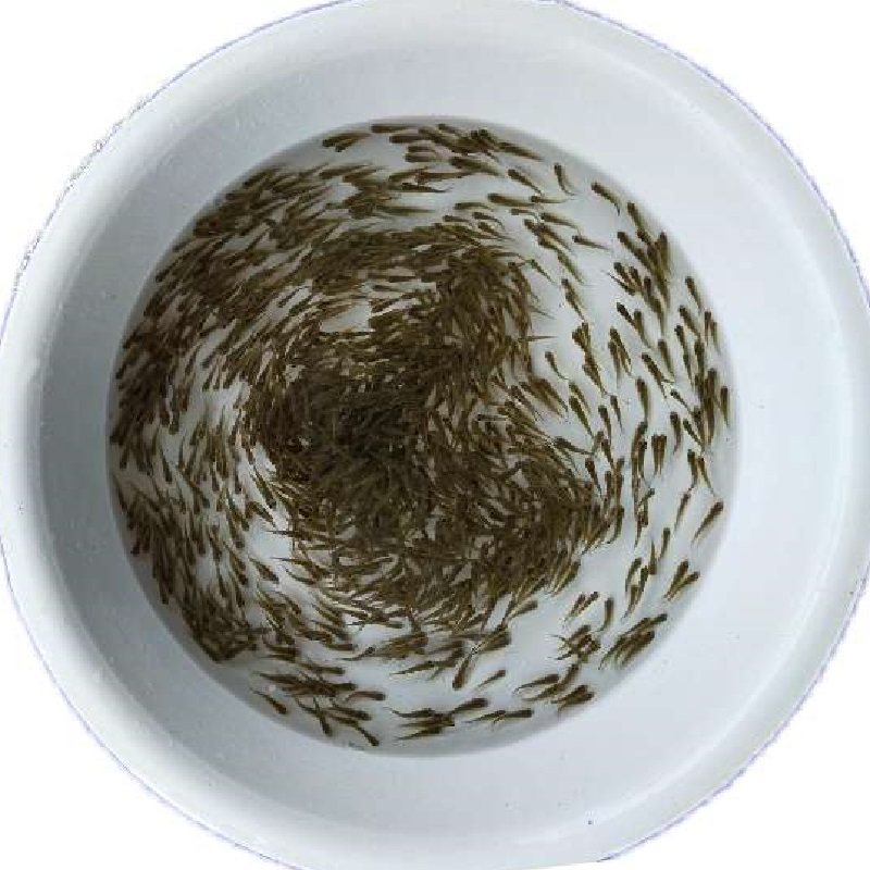 夏花小鱼苗乌子黄瓜子鱼苗专业养殖淡水鱼正宗草鱼青鱼花白鲢鱼