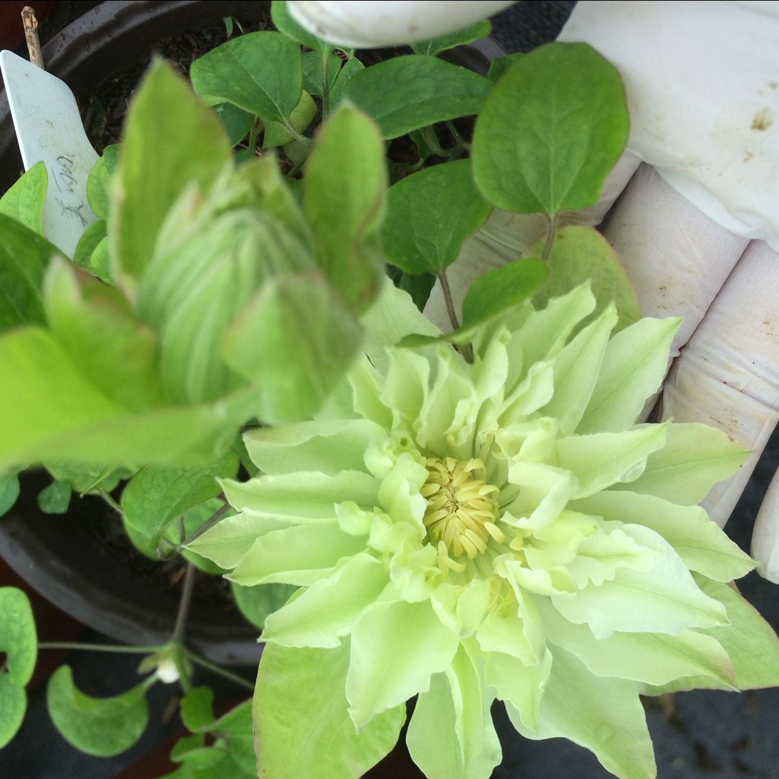 六合园艺 |美登丽| 铁线莲爬藤藤本植物花卉