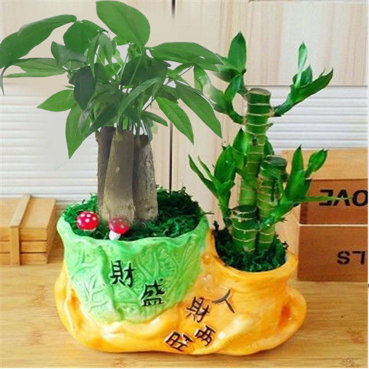 发财树盆栽室内客厅桌面绿植花卉小盆景招财树四季好养吸甲醛植物