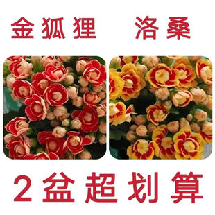 【带花苞发货】金狐狸洛桑长寿花盆栽花卉四季开花室内外客厅阳台