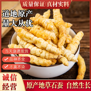 中药材 草石蚕 螺丝菜 白地蚕干 土冬虫草 新鲜干货 100克包邮