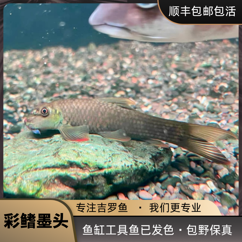 桥街墨头鱼稀有红旗墨头鱼清洁鱼除藻鱼异形鱼冷水鱼清道夫底层鱼