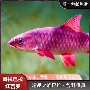 哥拉巴拉红吉罗鱼山河之王Tembat清水河马来西亚进口鱼观赏鱼吉罗