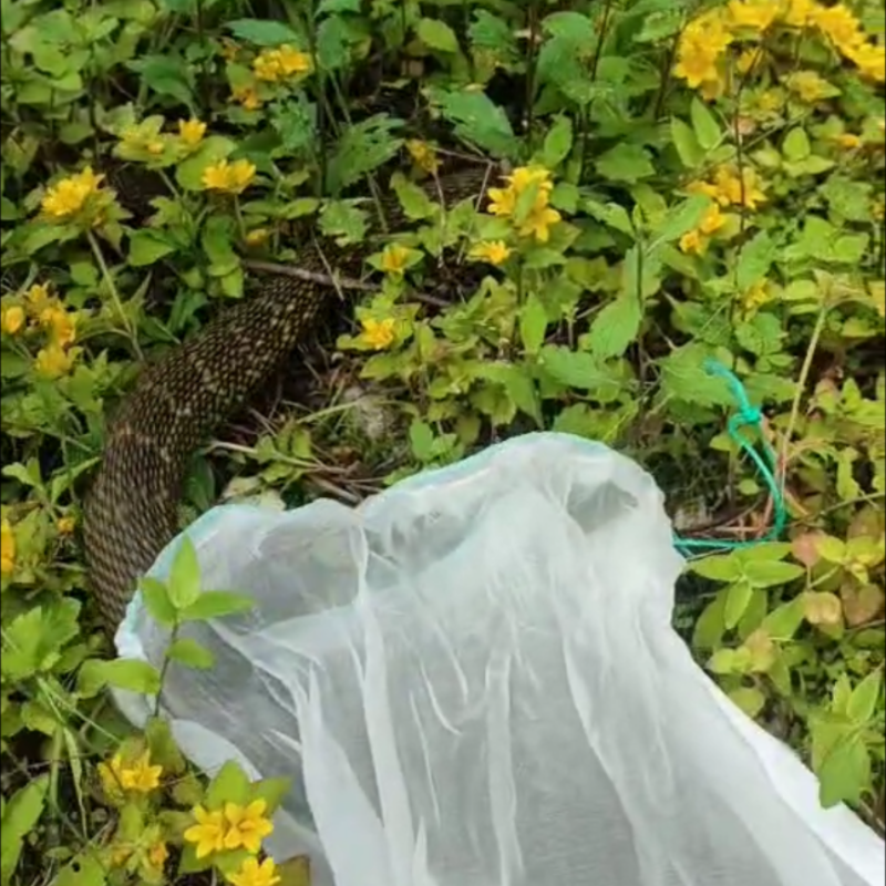 放生的蛇本命年代放蛇