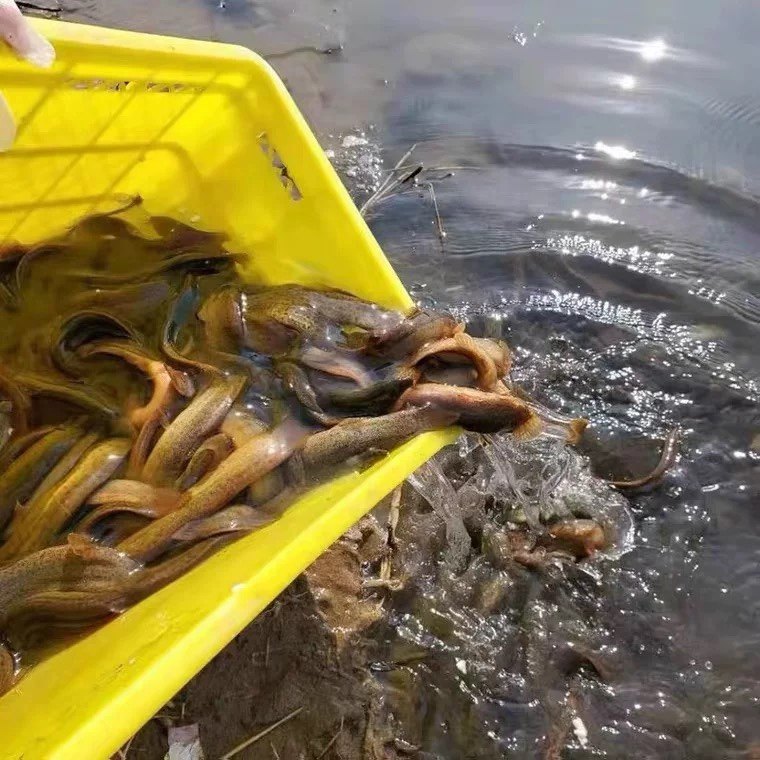 淡水鲤鱼泥鳅锦鲤鱼类乌龟,宠物/宠物食品及用品,鱼,淘宝优惠券,粉丝福利购,淘宝优惠卷