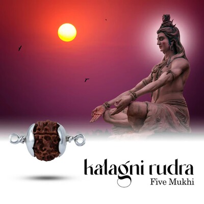印度国际直邮5MukhiRudraksha