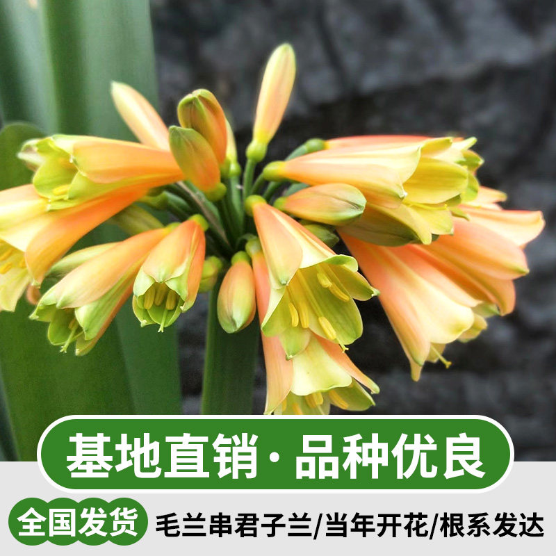 毛兰串君子兰盆栽带花苞小苗花卉植物室内易活绿植水培好养大全兰
