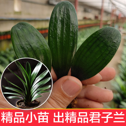 北方君子兰精品小苗品质保证绿植