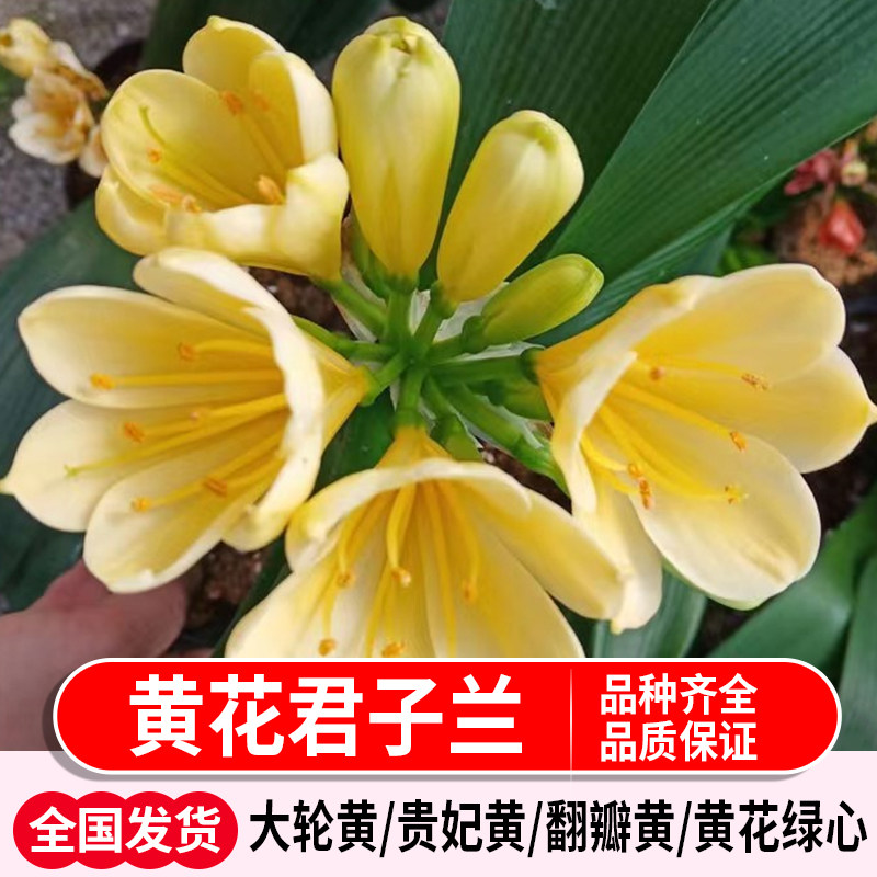 名贵黄花君子兰贵妃黄冰糖心白花绿化稀少盆栽绿植室内观赏植物