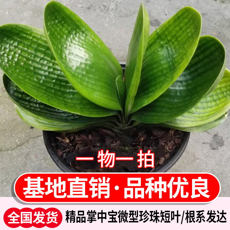 长春君子兰袖珍圆头花卉绿植精品短叶微型珍珠麻脸净化空气加湿