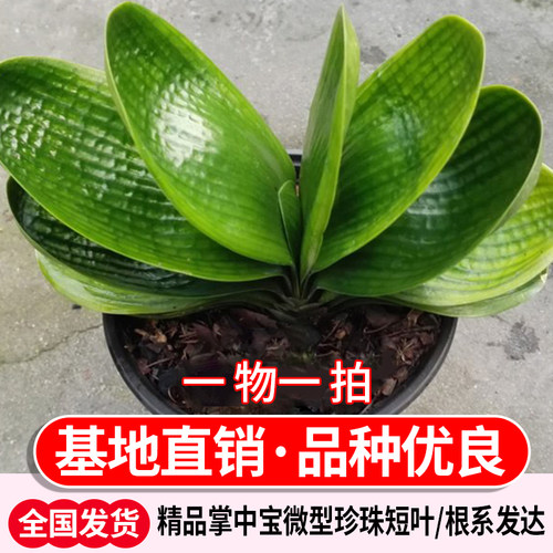 北方袖珍圆头微型珍珠君子兰麻叶