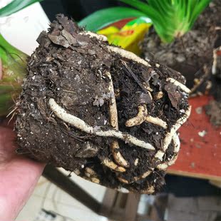 腐熟无土纯橡树叶君子兰腐叶土松针土兰花专用营养腐殖土室内杀菌