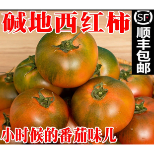福建云霄盐碱地草莓番茄新鲜水果西红柿番茄新鲜现摘顺丰包邮
