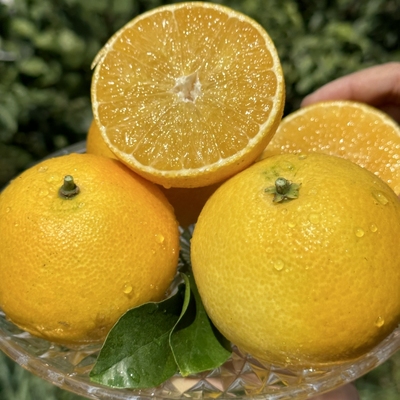 福建柑橘皇后红美人果冻橙5斤装皮薄肉厚