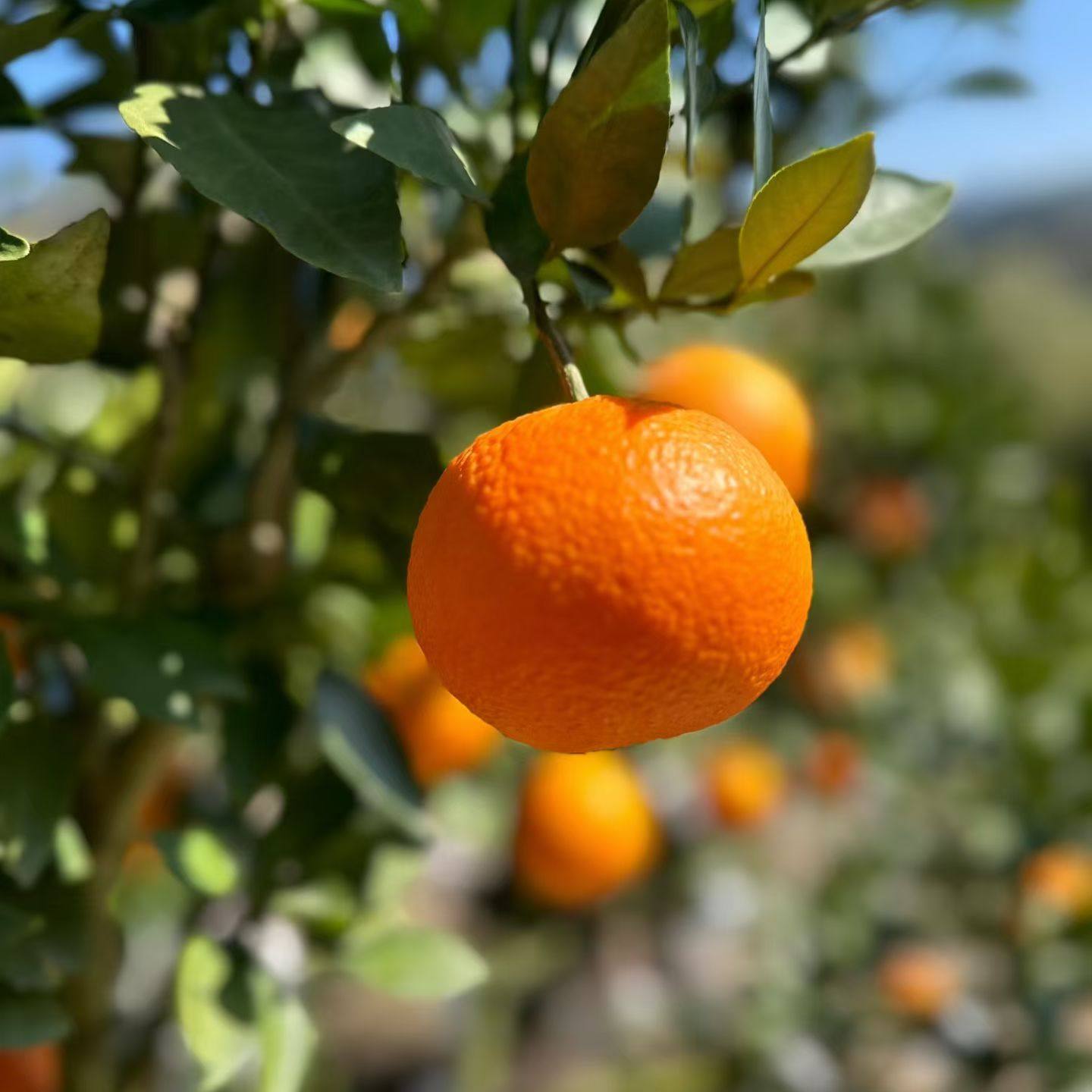 福建云霄特产柑橘中国红鲜甜多汁新鲜水果大果礼盒装顺丰包邮,水产肉类/新鲜蔬果/熟食,桔子,淘宝优惠券,粉丝福利购,淘宝优惠卷