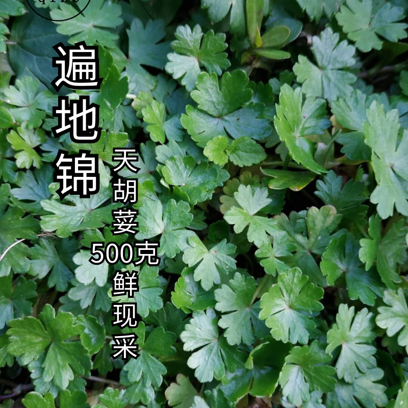 遍地锦 天胡荽 500克包邮 